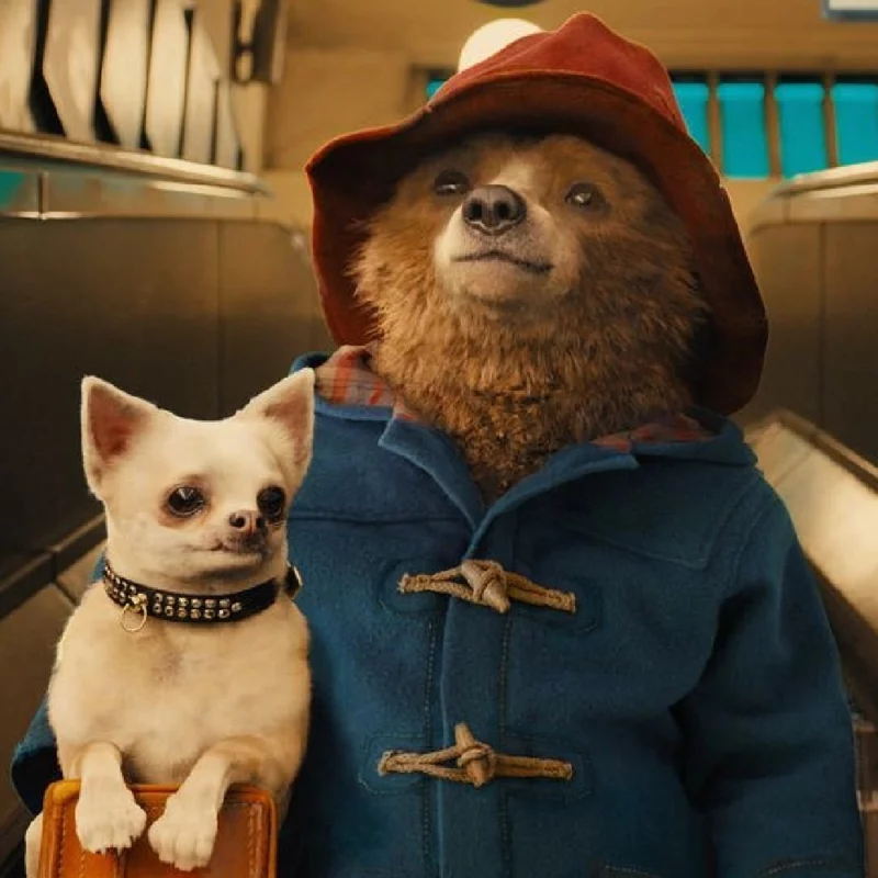 Paddington-in-Peru-Blue-Coat